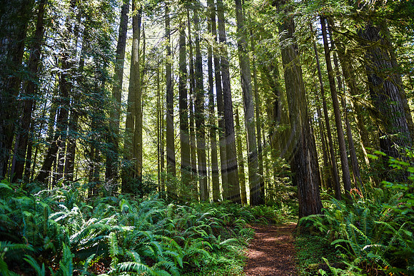Jedediah Smith Redwood State Park, CA