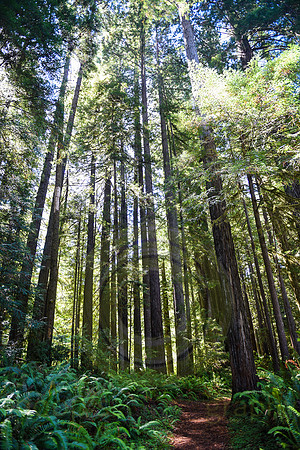 Jedediah Smith Redwood State Park, CA