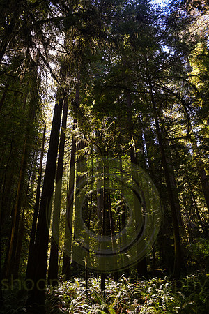 Jedediah Smith Redwood State Park, CA