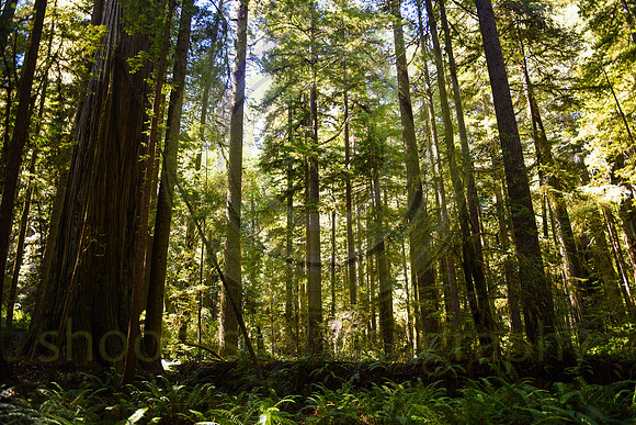 Jedediah Smith Redwood State Park, CA