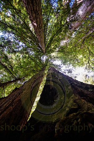 Jedediah Smith Redwood State Park, CA