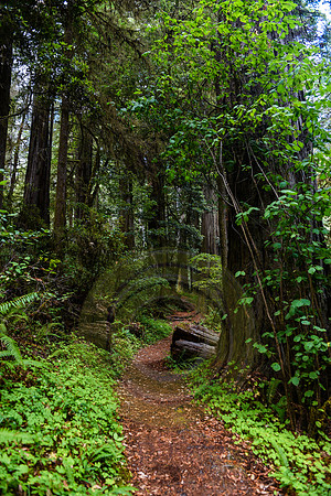 Jedediah Smith Redwood State Park, CA