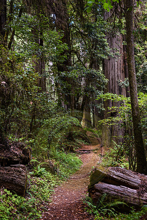 Jedediah Smith Redwood State Park, CA