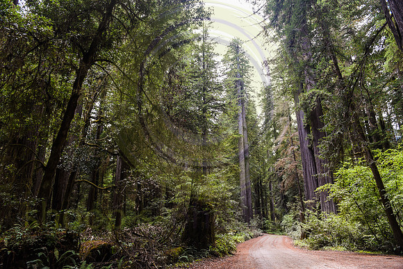 Jedediah Smith Redwood State Park, CA