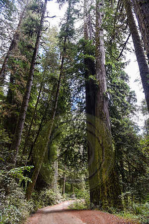 Jedediah Smith Redwood State Park, CA