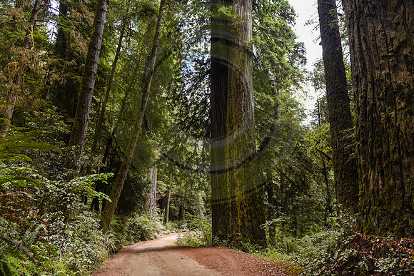 Jedediah Smith Redwood State Park, CA