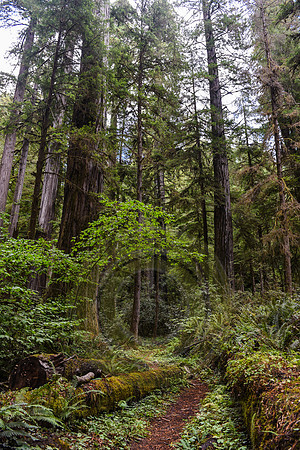 Jedediah Smith Redwood State Park, CA