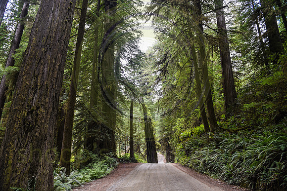 Jedediah Smith Redwood State Park, CA